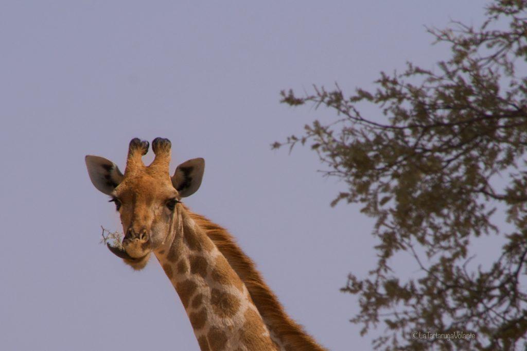 Sudafrica, primo piano di giraffa