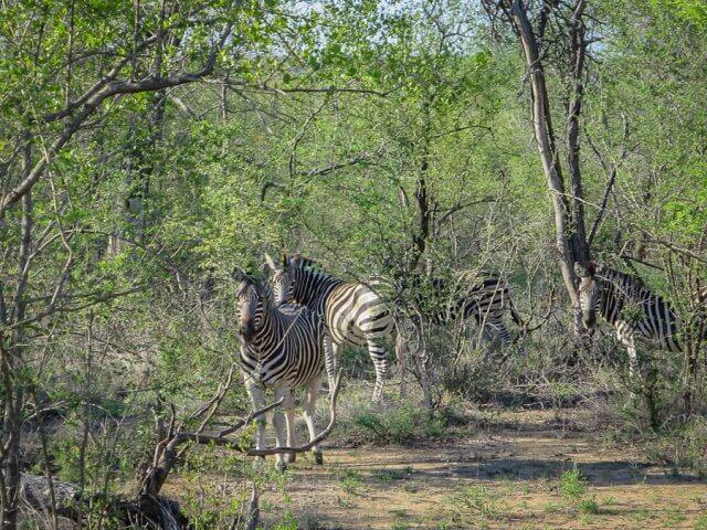 pferdesafari-suedafrika-15