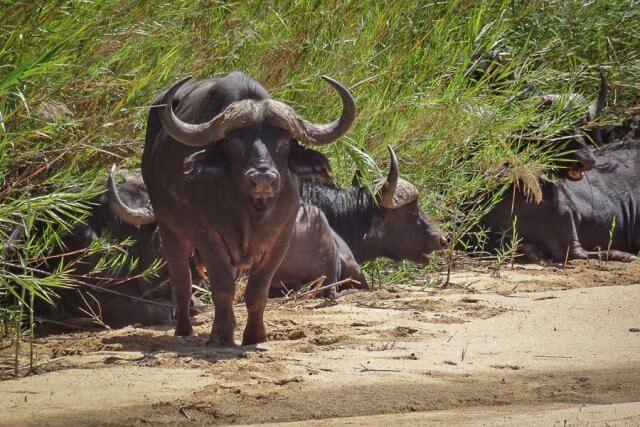 pferdesafari-suedafrika-16