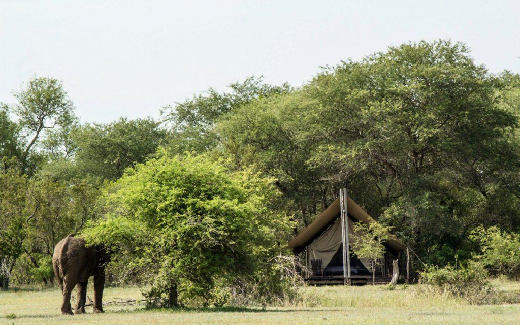 Plain Camp Der Rhino Walking Tours.